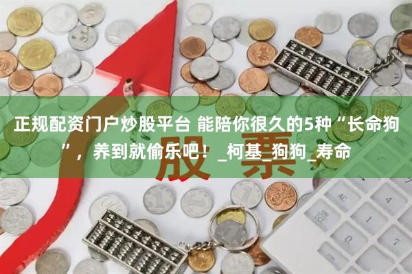 正规配资门户炒股平台 能陪你很久的5种“长命狗”,养到就偷乐吧!_柯基_狗狗_寿命