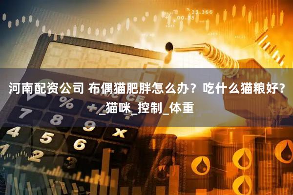 河南配资公司 布偶猫肥胖怎么办？吃什么猫粮好？_猫咪_控制_体重